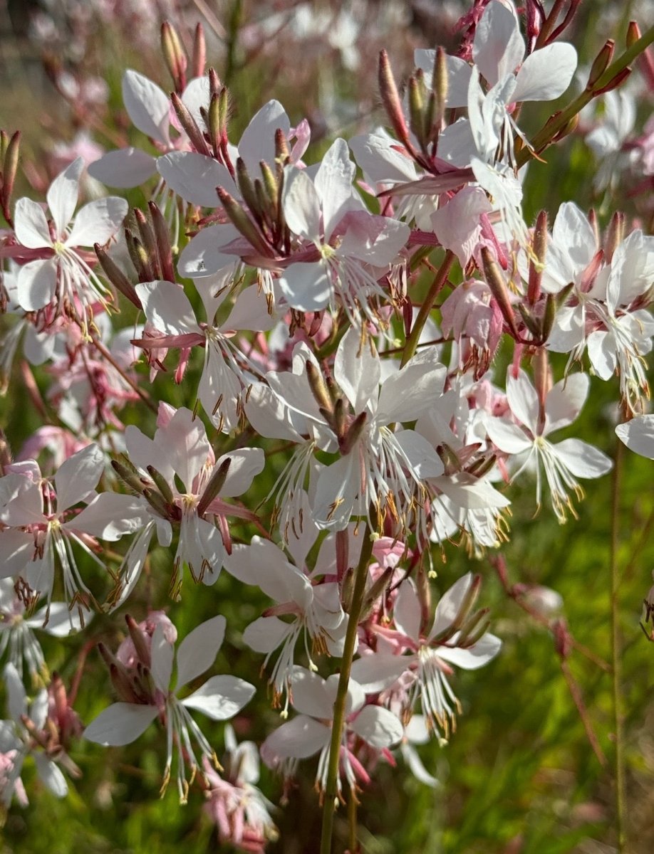 Gaura 'The Bride' - Dandys Landscape Supplies