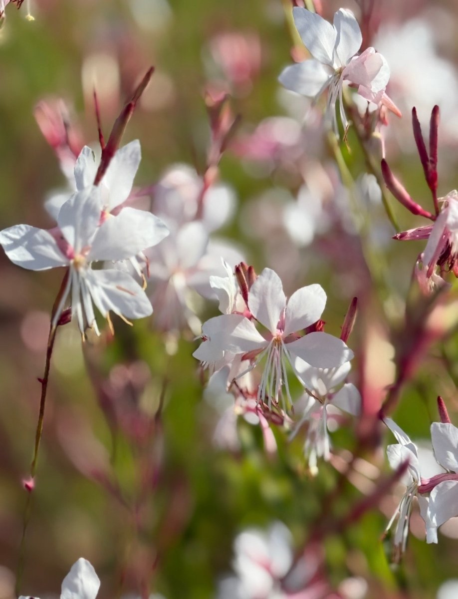 Gaura 'The Bride' - Dandys Landscape Supplies