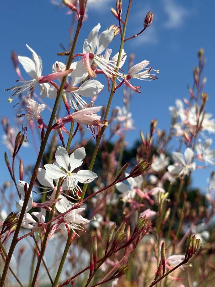 Gaura 'The Bride' - Dandys Landscape Supplies