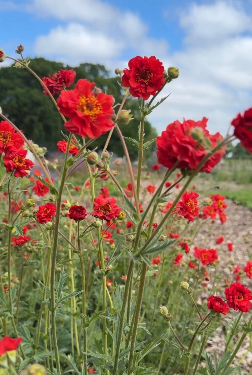 Geum Mrs Bradshaw - Dandys Landscape Supplies