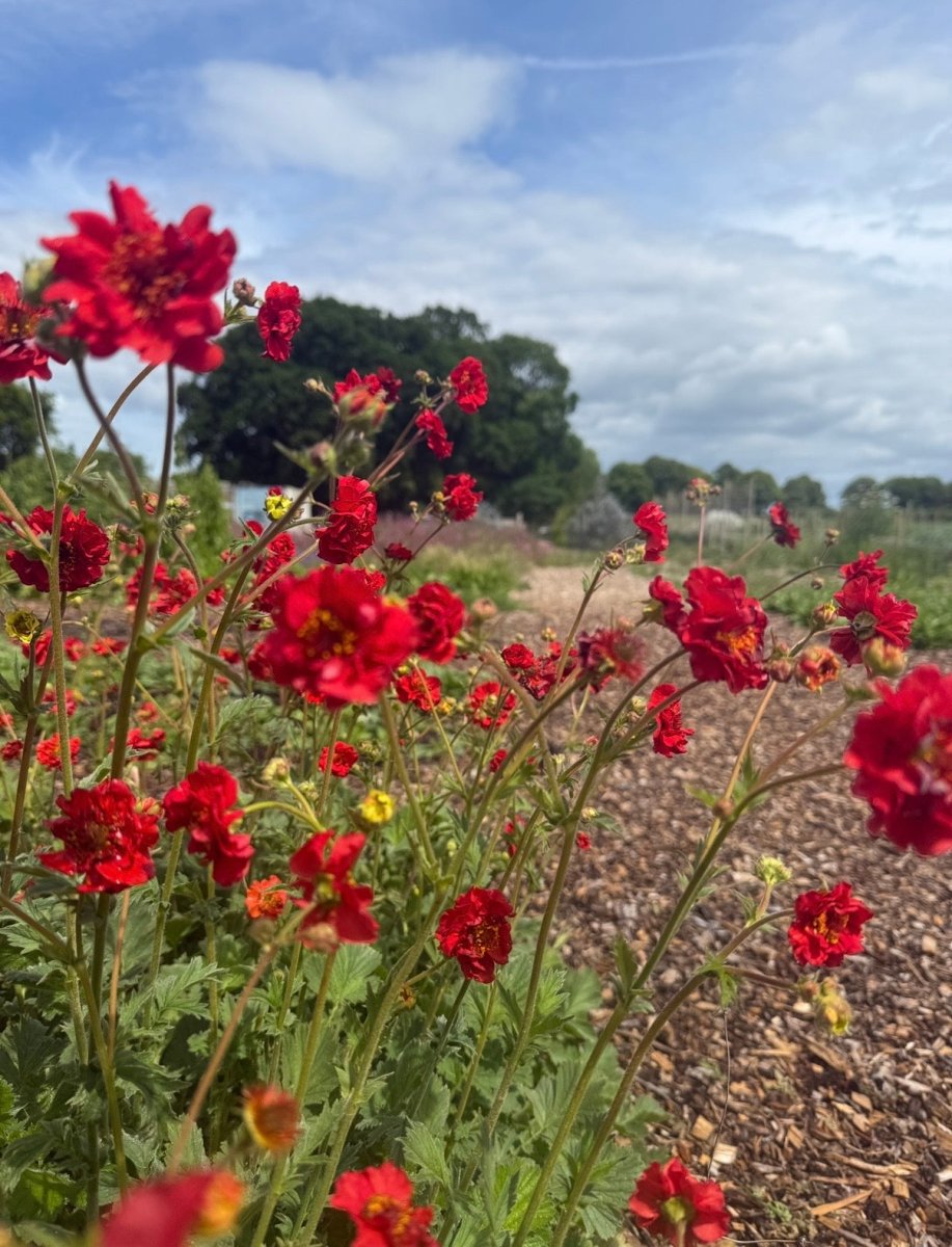 Geum Mrs Bradshaw - Dandys Landscape Supplies