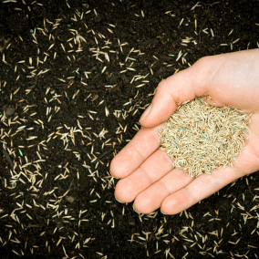 Hardwearing Grass Seed - Dandy's Topsoil & Landscape Supplies