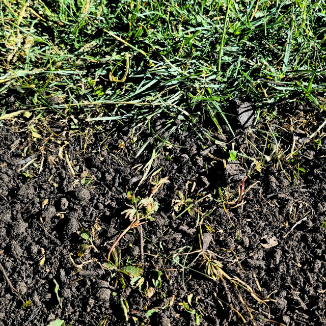 Green Again Lawn Reviver - Dandys Landscape Supplies