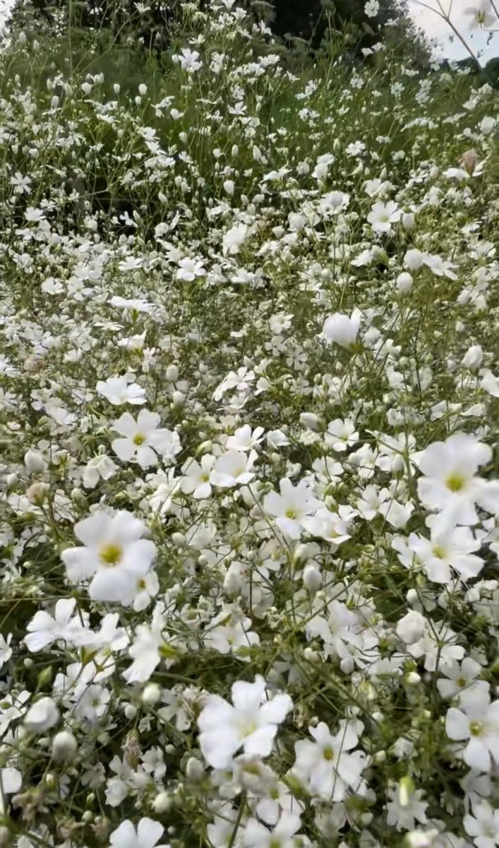 Gypsophila Covent Garden - Dandys Landscape Supplies