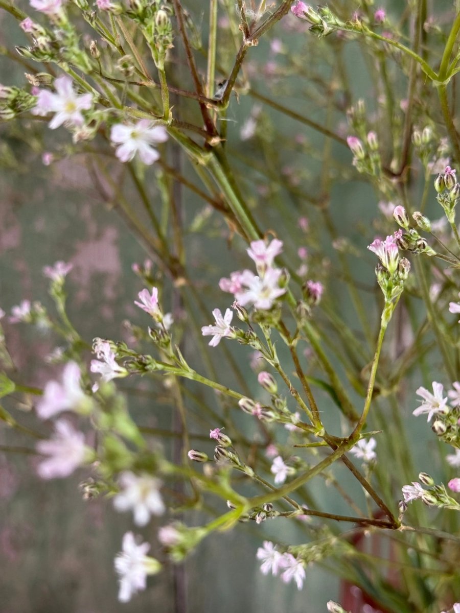 Gypsophila elegens Pink Seeds - Dandys Landscape Supplies