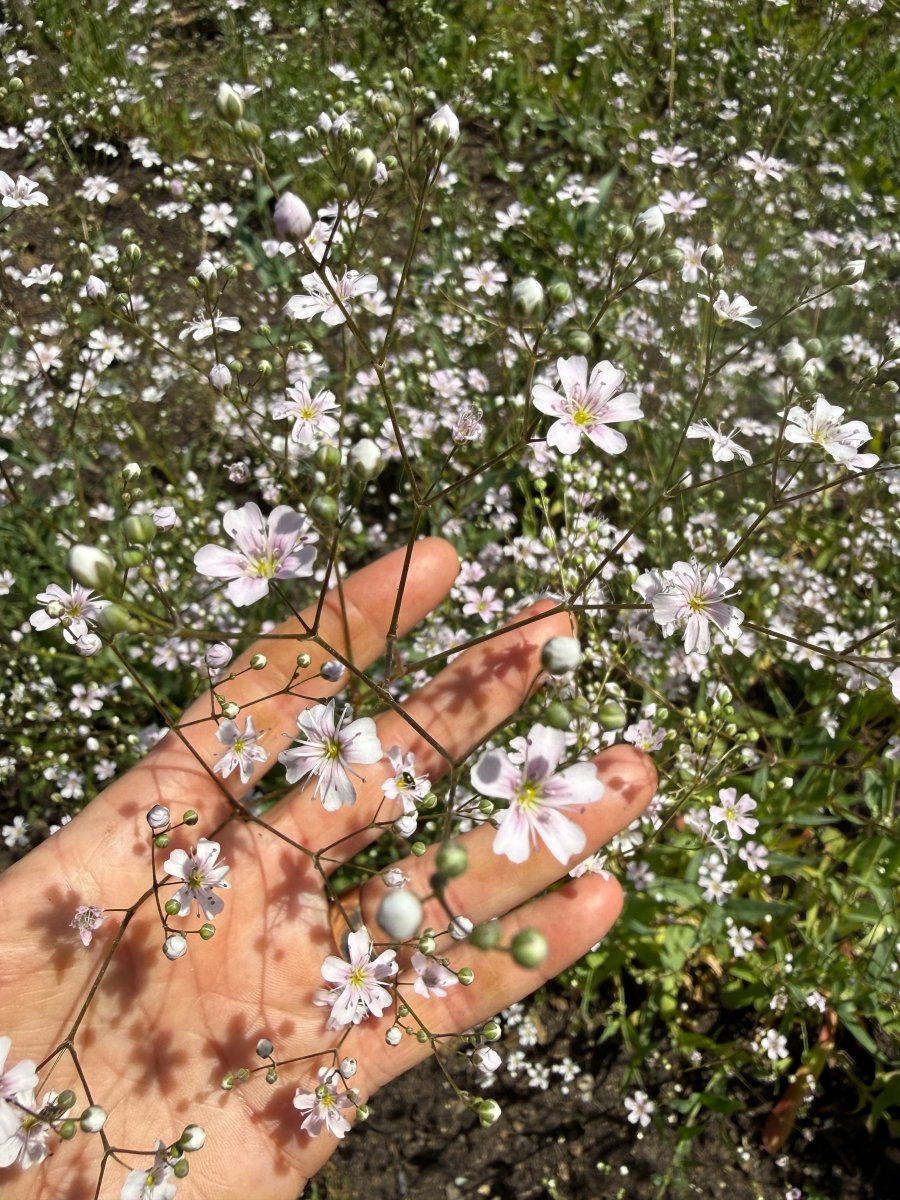 Gypsophila Pink - Dandys Landscape Supplies