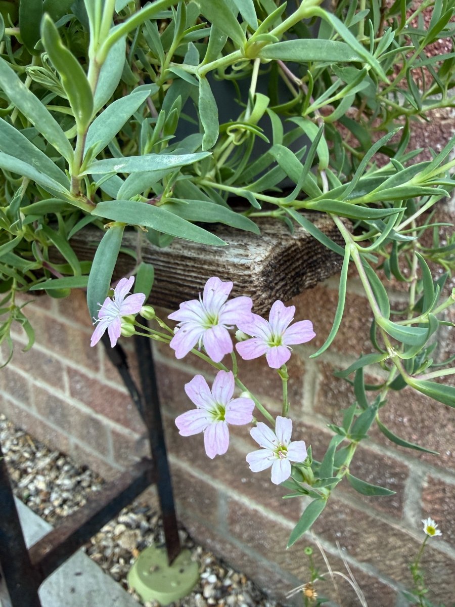 Gypsophila Rosea - Dandys Landscape Supplies