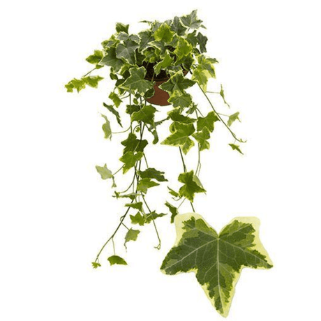 Hedera Helix Ivy