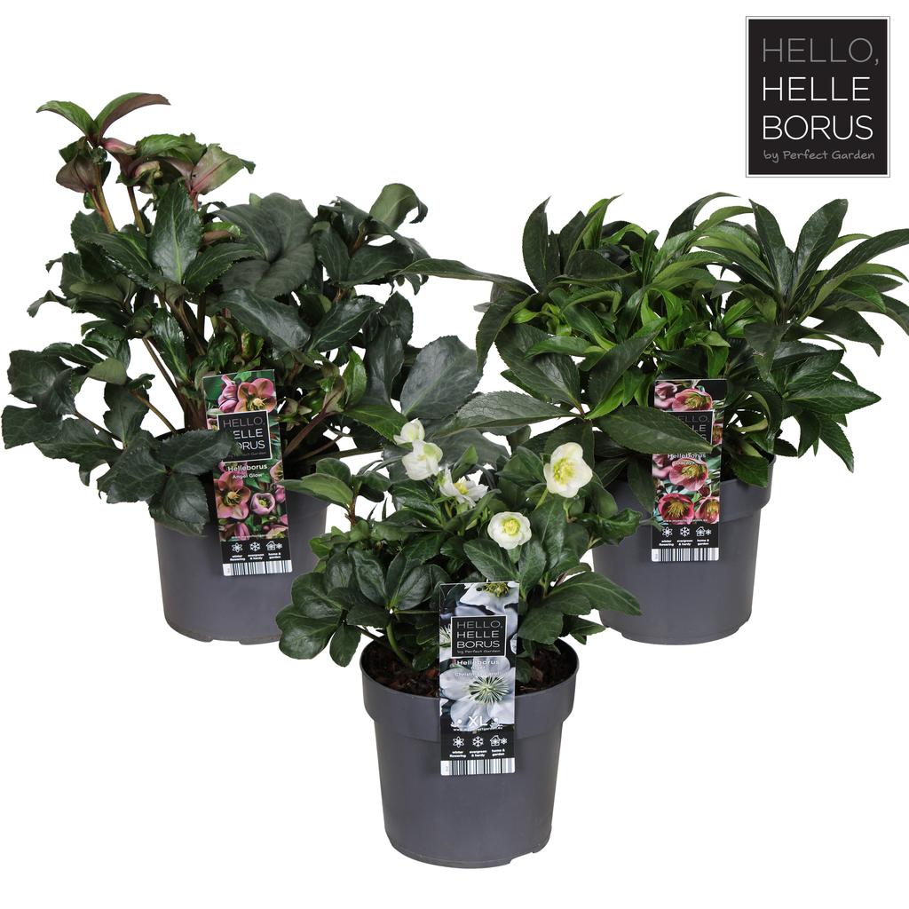 Helleborus variety 3ltr