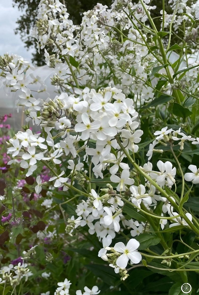 Hesperis matronalis White (Sweet Rocket) Seeds - Dandys Landscape Supplies