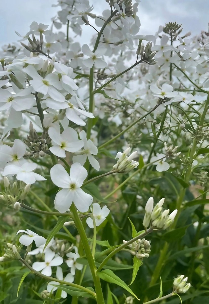 Hesperis matronalis White (Sweet Rocket) Seeds - Dandys Landscape Supplies