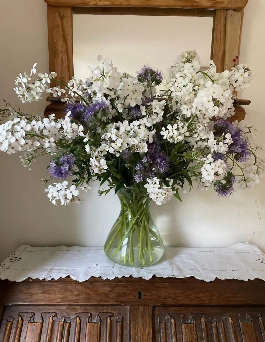 Hesperis matronalis White (Sweet Rocket) Seeds - Dandys Landscape Supplies