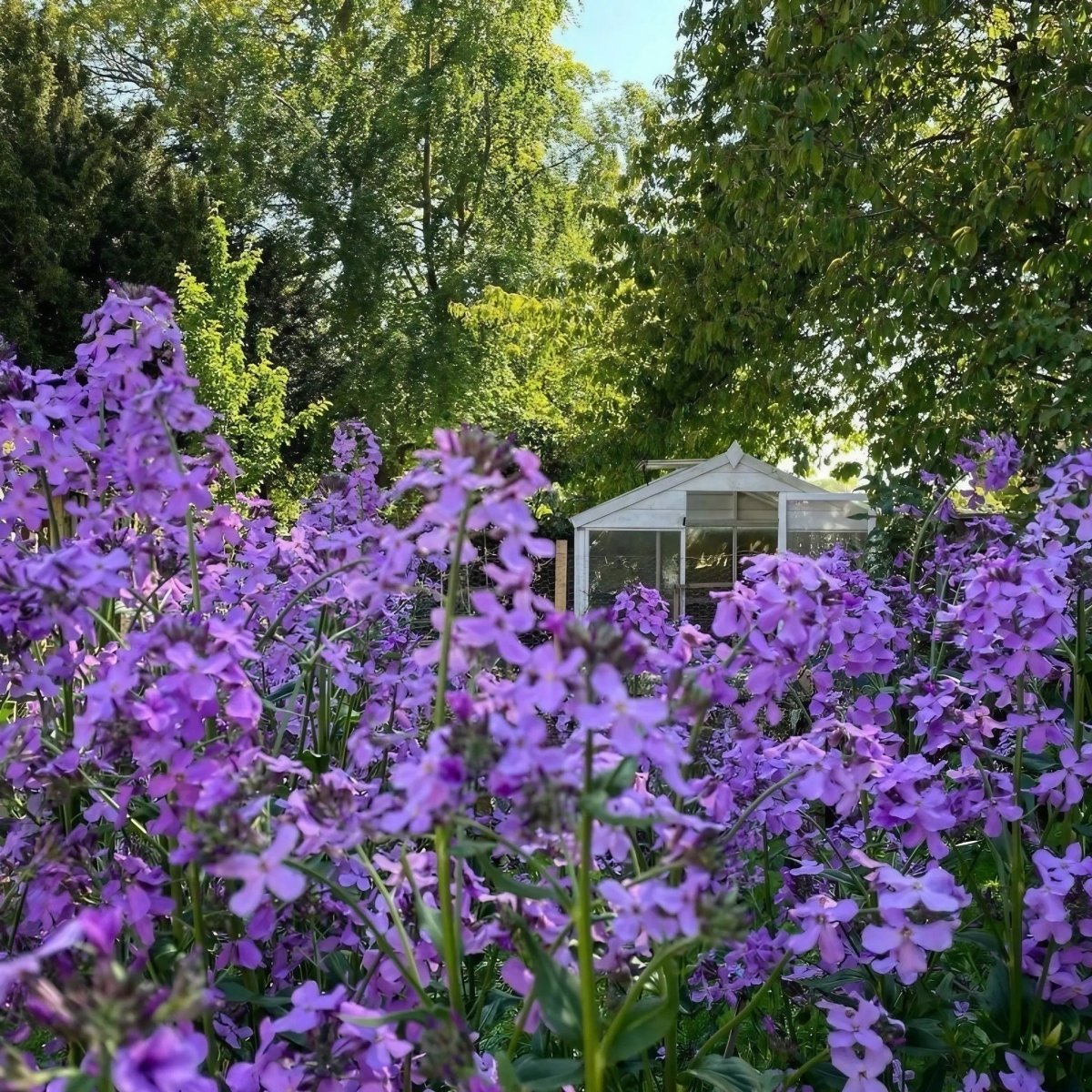 Hesperis Purple (Sweet Rocket) - Dandys Landscape Supplies