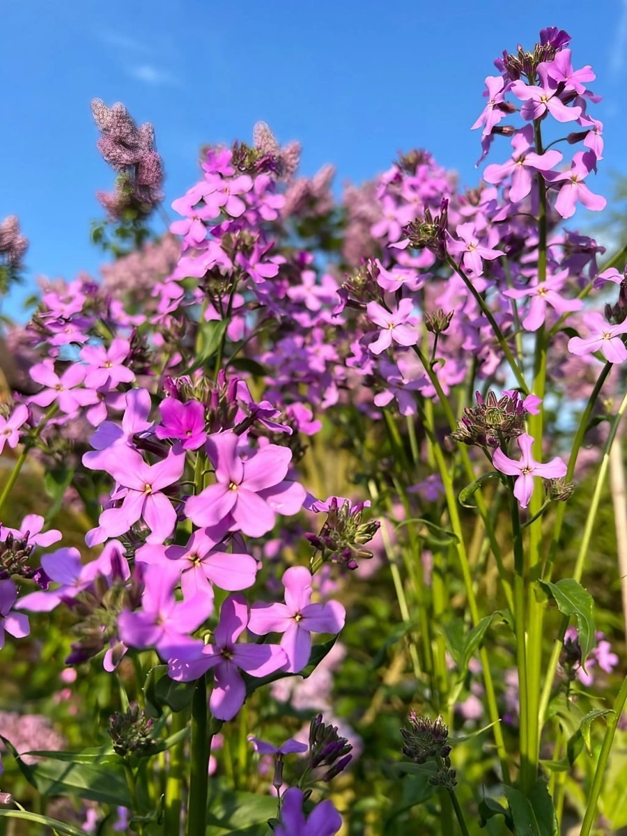 Hesperis Purple (Sweet Rocket) - Dandys Landscape Supplies