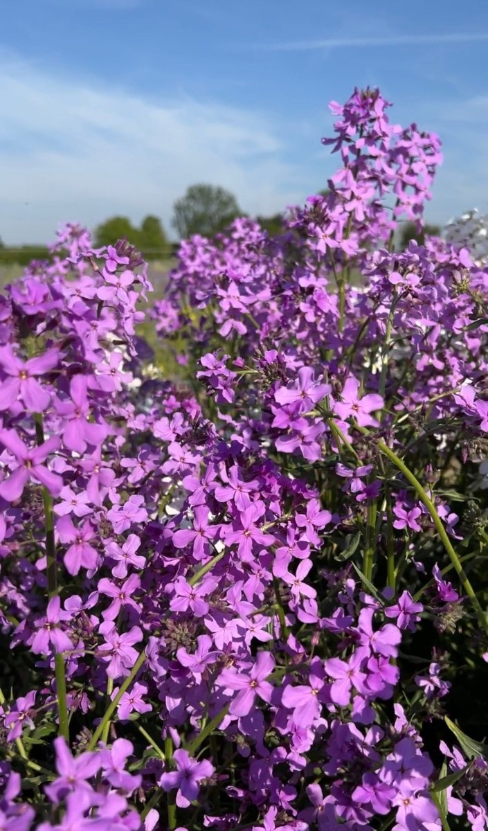 Hesperis Purple (Sweet Rocket) - Dandys Landscape Supplies