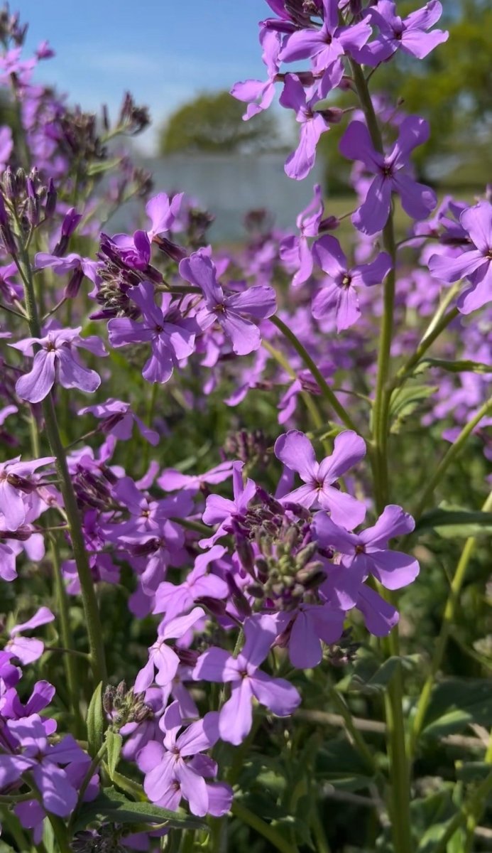 Hesperis Purple (Sweet Rocket) - Dandys Landscape Supplies