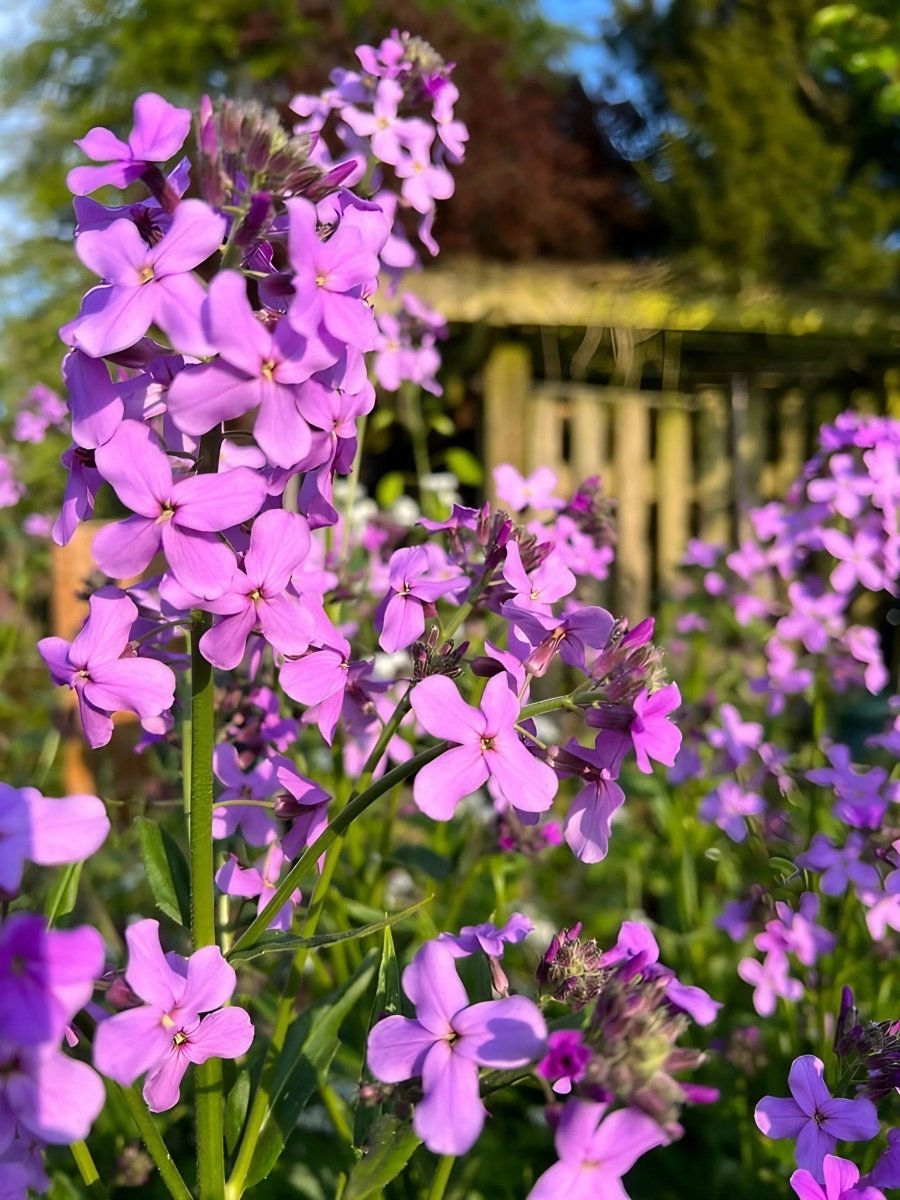 Hesperis Purple (Sweet Rocket) - Dandys Landscape Supplies