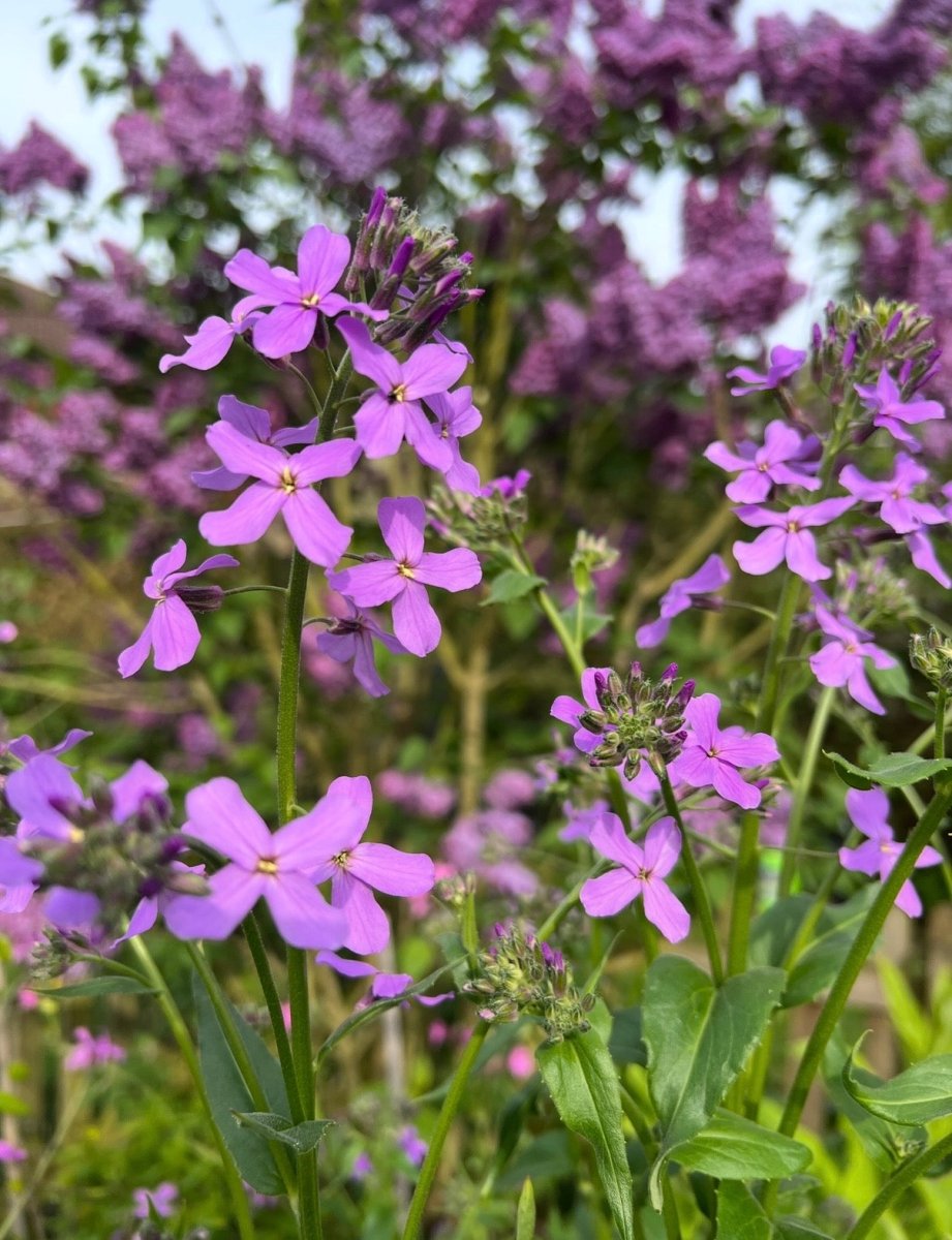 Hesperis Purple (Sweet Rocket) - Dandys Landscape Supplies