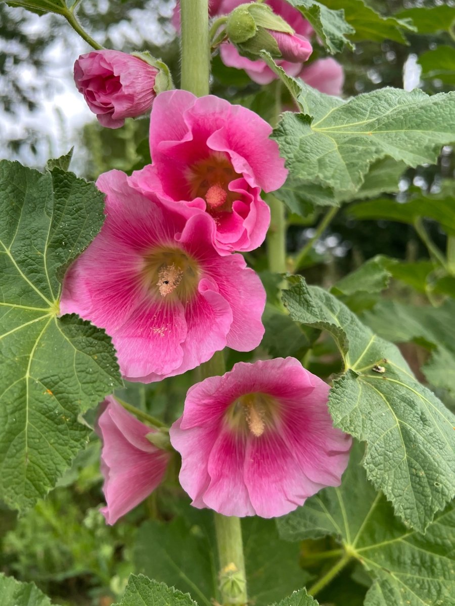 Hollyhock Bishy Barnabee Mix - Dandys Landscape Supplies