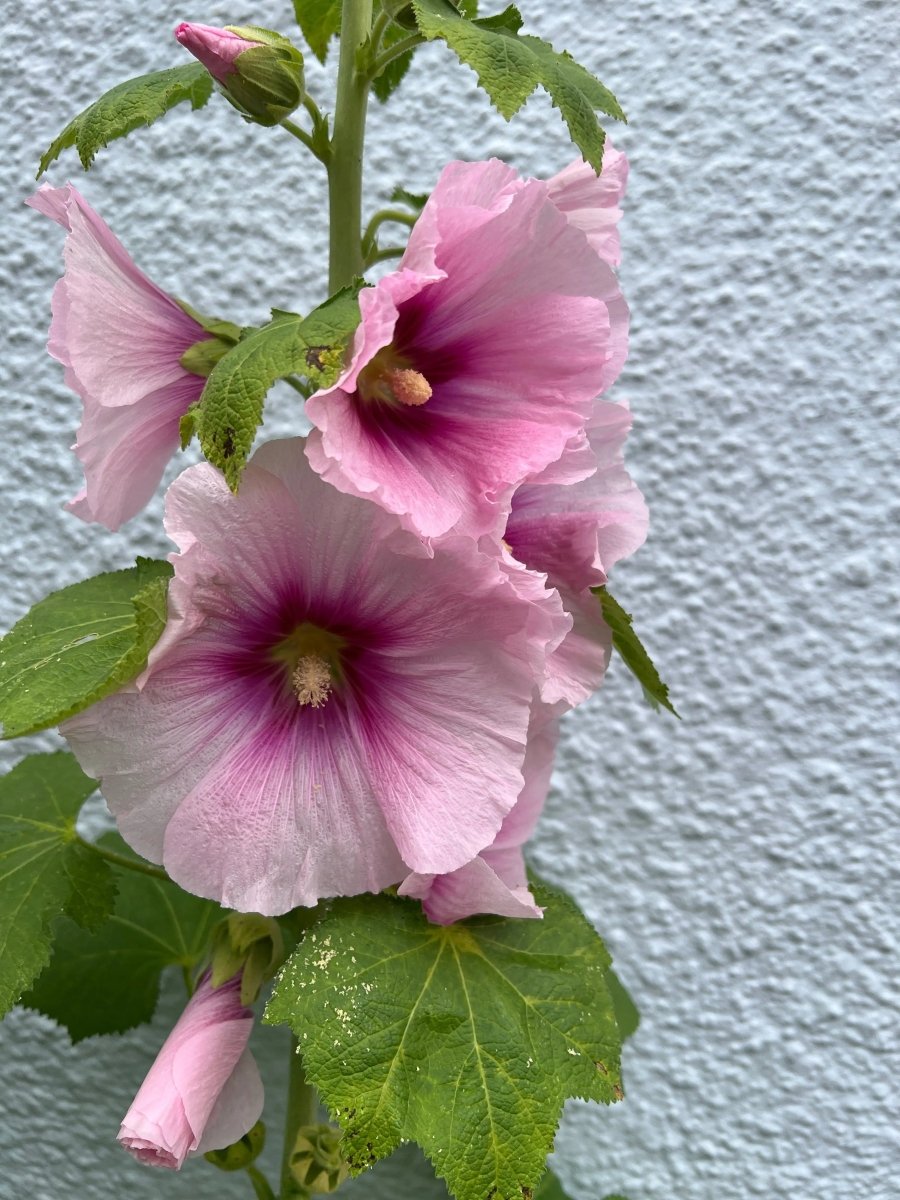 Hollyhock Bishy Barnabee Mix - Dandys Landscape Supplies