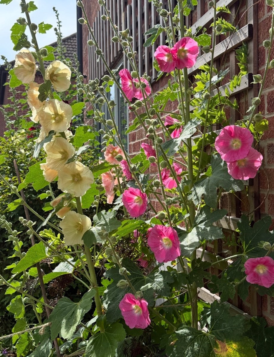Hollyhock Bishy Barnabee Mix - Dandys Landscape Supplies