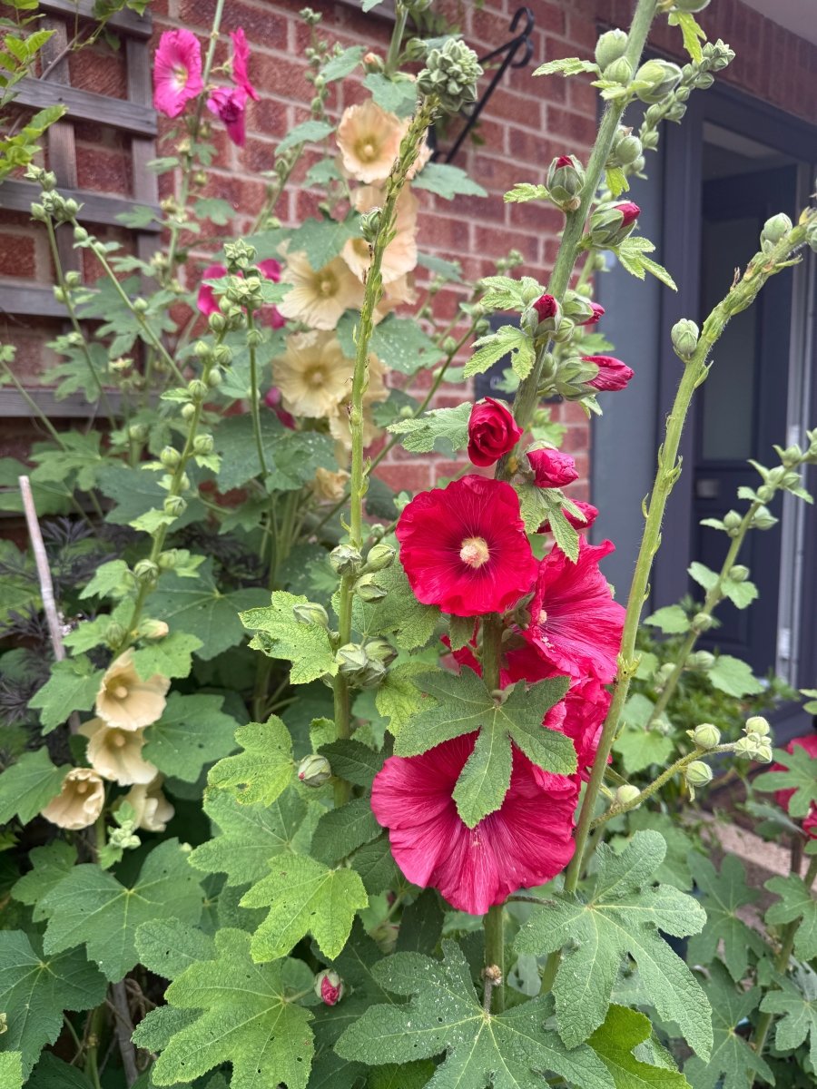 Hollyhock Bishy Barnabee Mix - Dandys Landscape Supplies