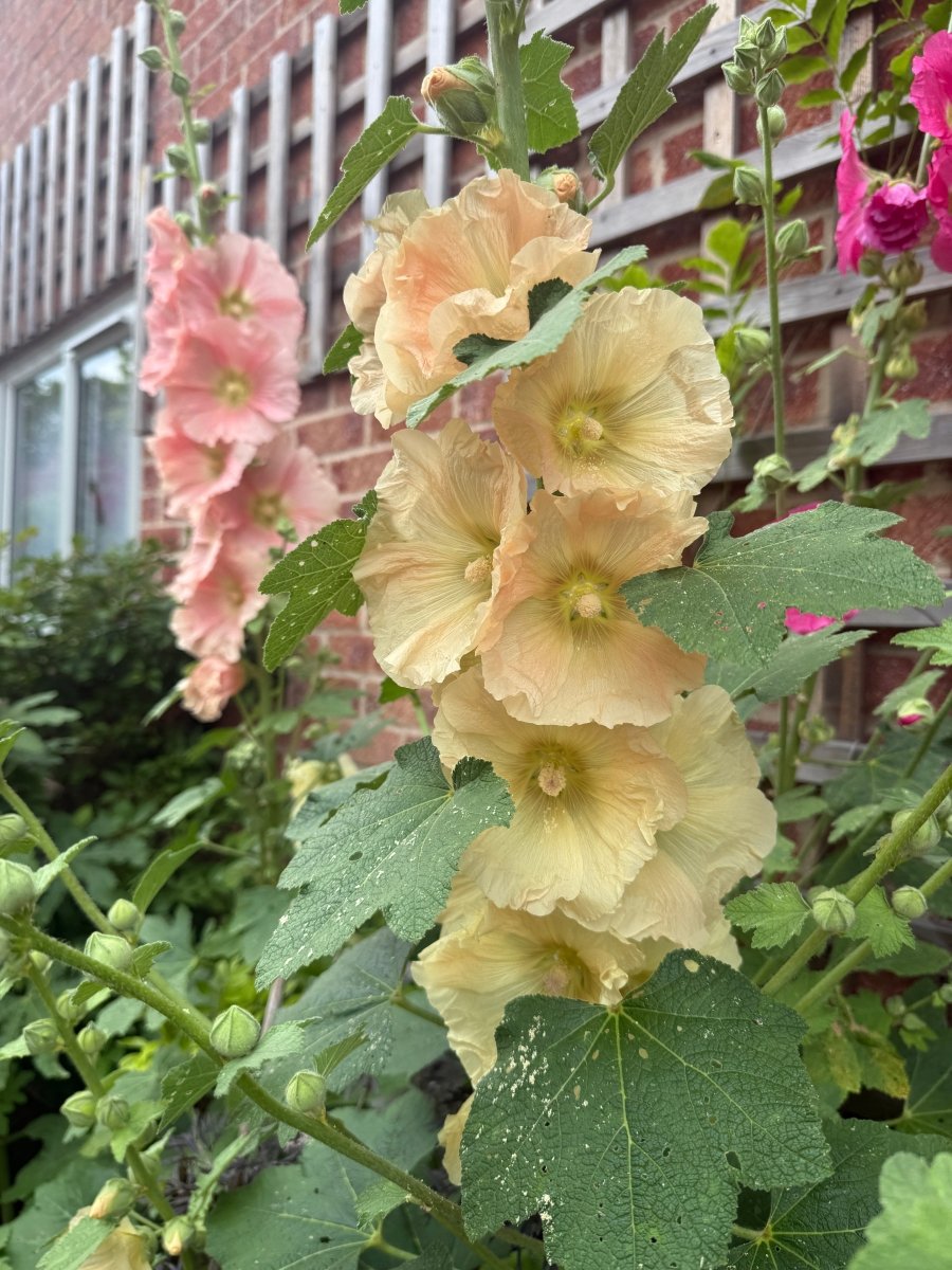 Hollyhock Bishy Barnabee Mix - Dandys Landscape Supplies