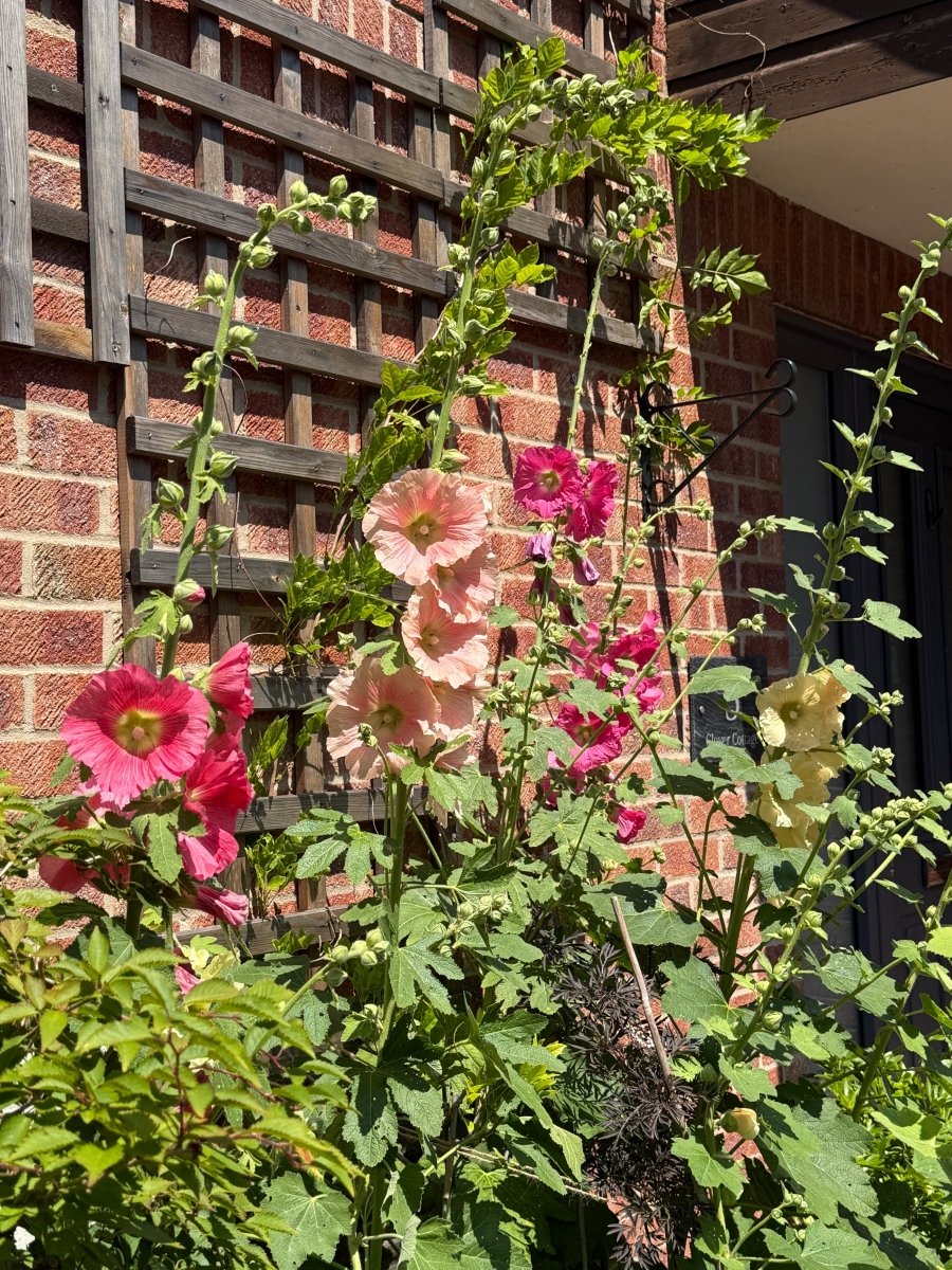 Hollyhock Bishy Barnabee Mix - Dandys Landscape Supplies