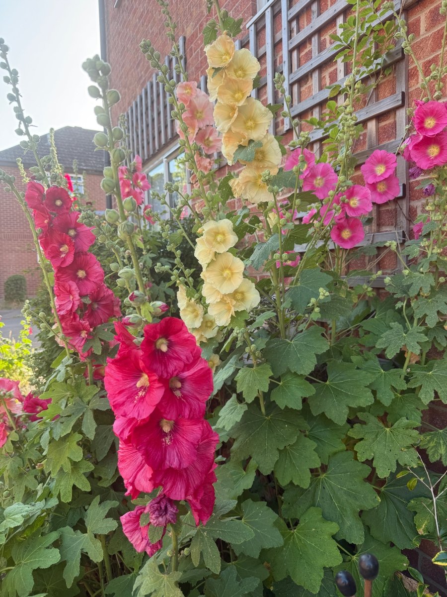 Hollyhock Bishy Barnabee Mix - Dandys Landscape Supplies