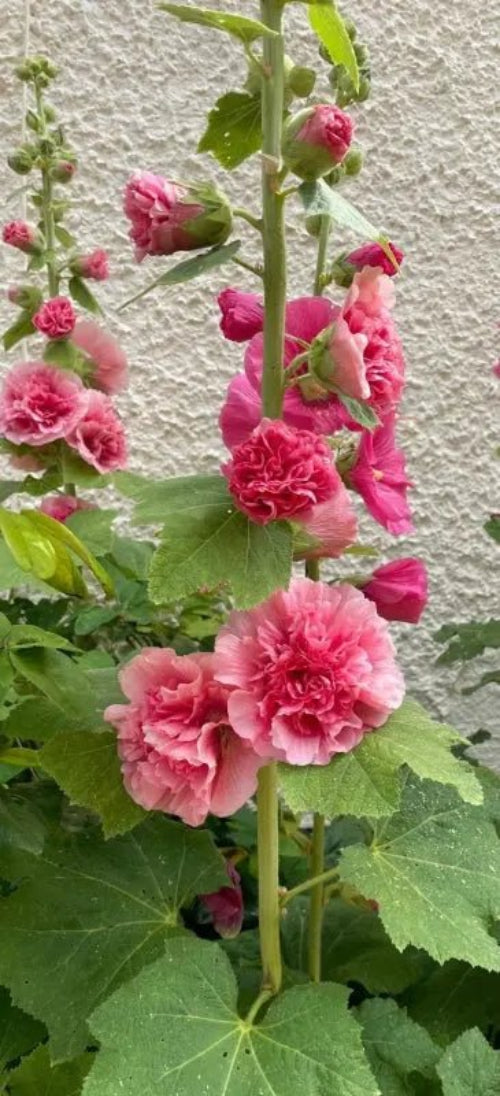 Hollyhock Summer Carnival Seeds - Dandys Landscape Supplies
