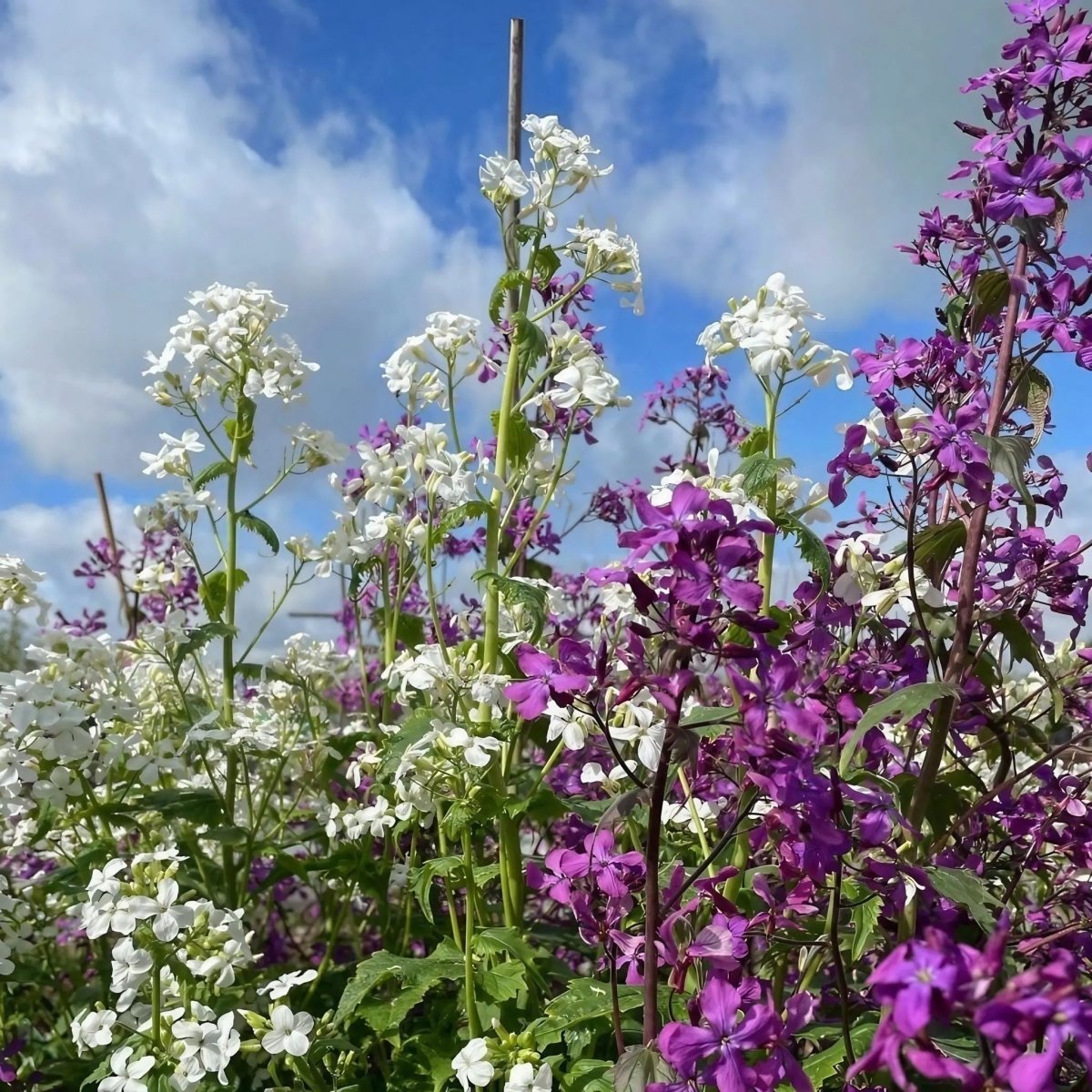 Honesty Mixed - Dandys Landscape Supplies