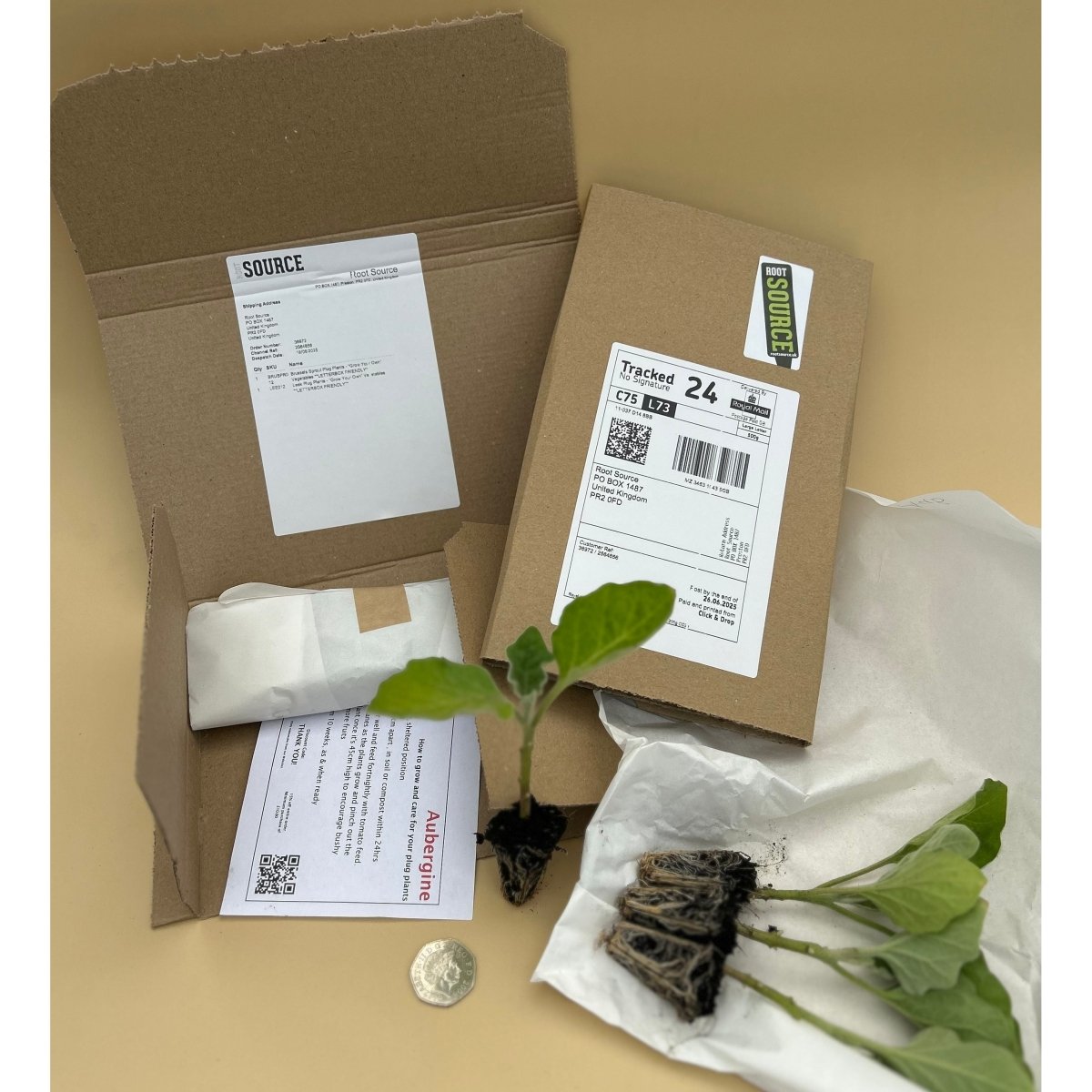 January King Plug Plants "Grow Your Own" Vegetables **Letterbox Friendly** - Dandys Landscape Supplies