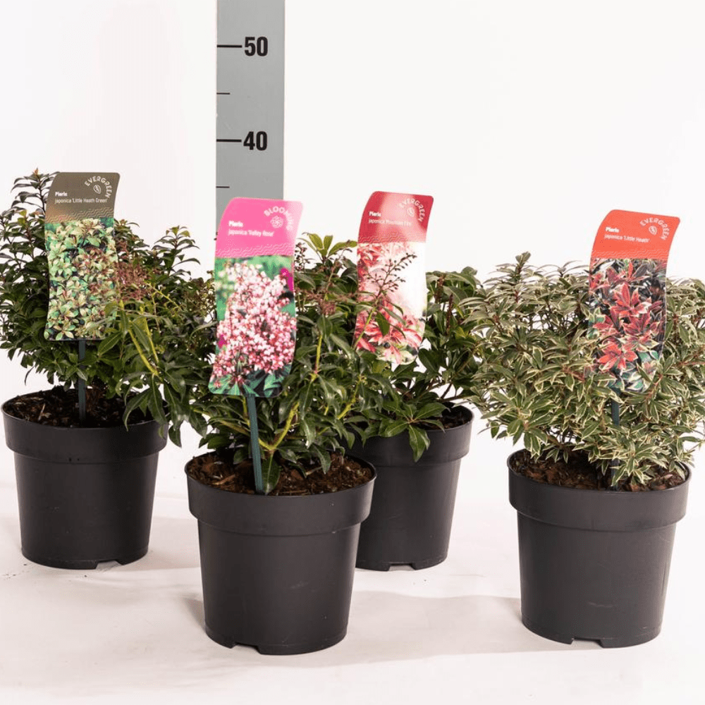 Japanese Pieris 2ltr