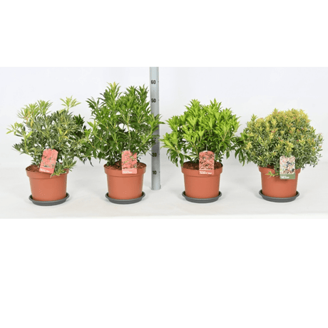 Japanese Pieris 5ltr