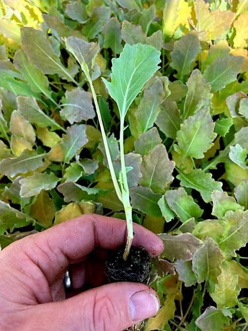 Kohlrabi Plug Plants - "Grow Your Own" Vegetables **Letterbox Friendly** - Dandys Landscape Supplies