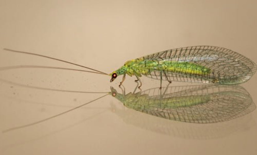 Lacewing Larvae for Aphids - Dandys Landscape Supplies
