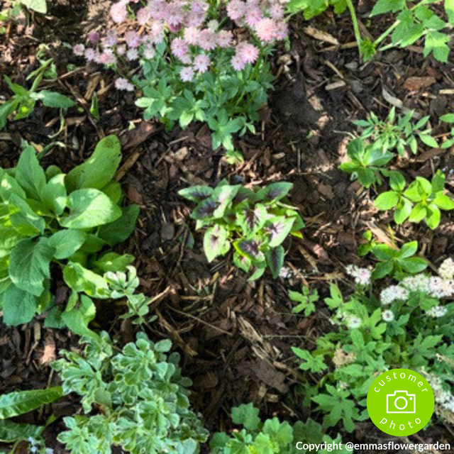 Landscaping Garden Bark Mulch - Dandys Landscape Supplies