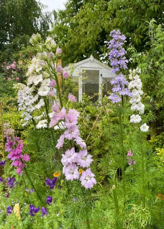 Larkspur Giant Hyacinth Mixed Seeds - Dandys Landscape Supplies