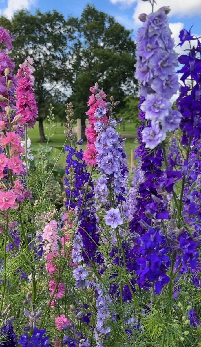 Larkspur Giant Imperial Mix - Dandys Landscape Supplies