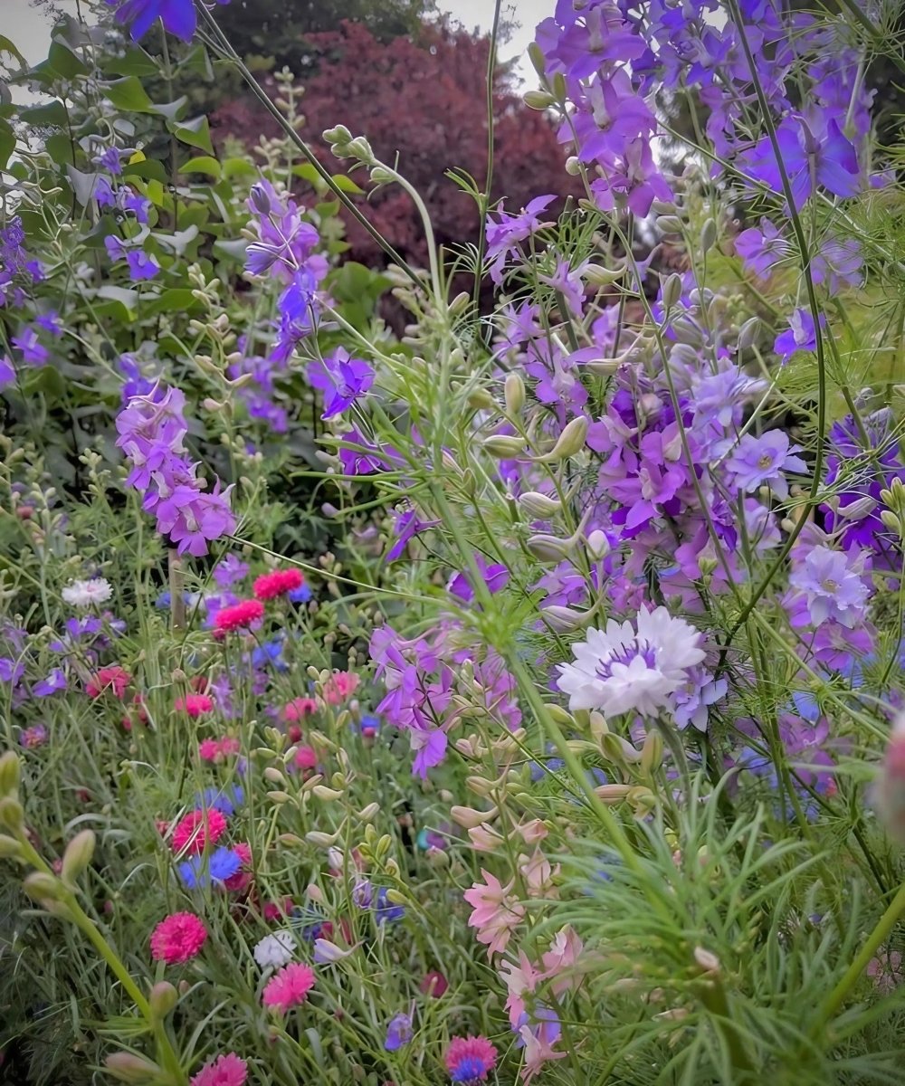Larkspur Limelight Mix Seeds - Dandys Landscape Supplies