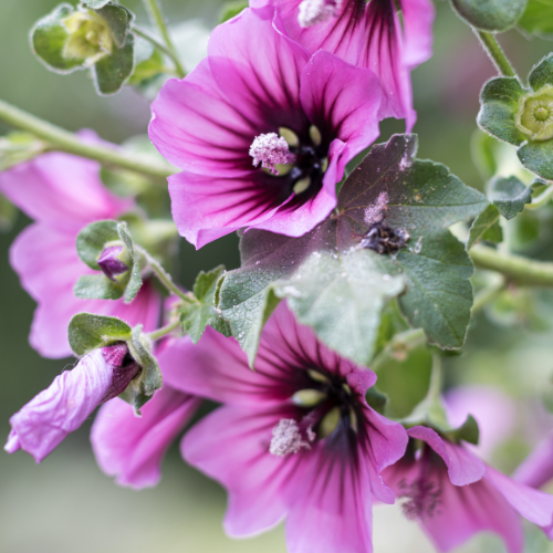 Lavatera Arborea Seeds - Dandys Landscape Supplies