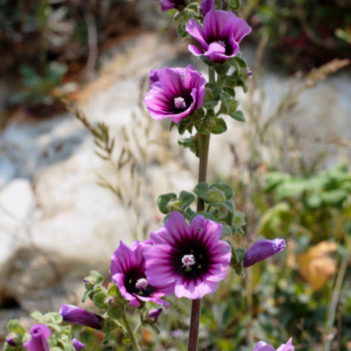 Lavatera Arborea Seeds - Dandys Landscape Supplies