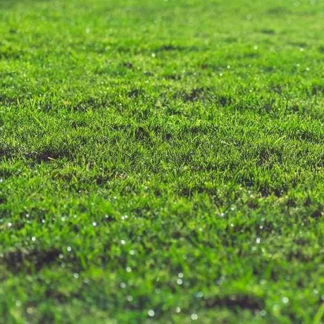 Fill & Fix Lawn Patch Repair Blend - Dandy's Topsoil & Landscape Supplies