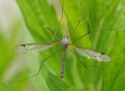 Leatherjacket Nematodes - Dandys Landscape Supplies