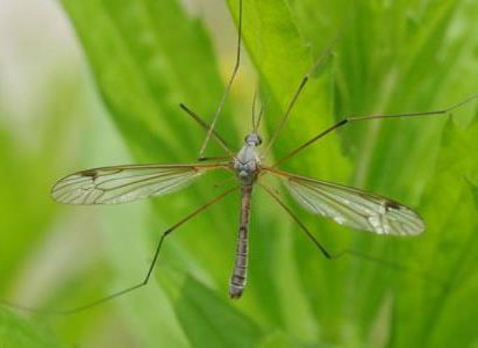 Leatherjacket Nematodes - Dandys Landscape Supplies