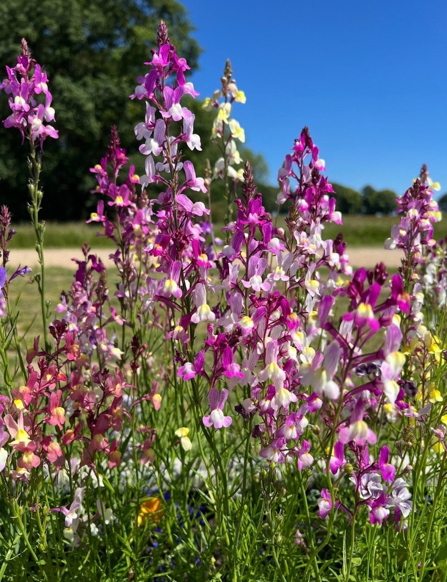 Linaria Fairy Bouquet Mix - Dandys Landscape Supplies