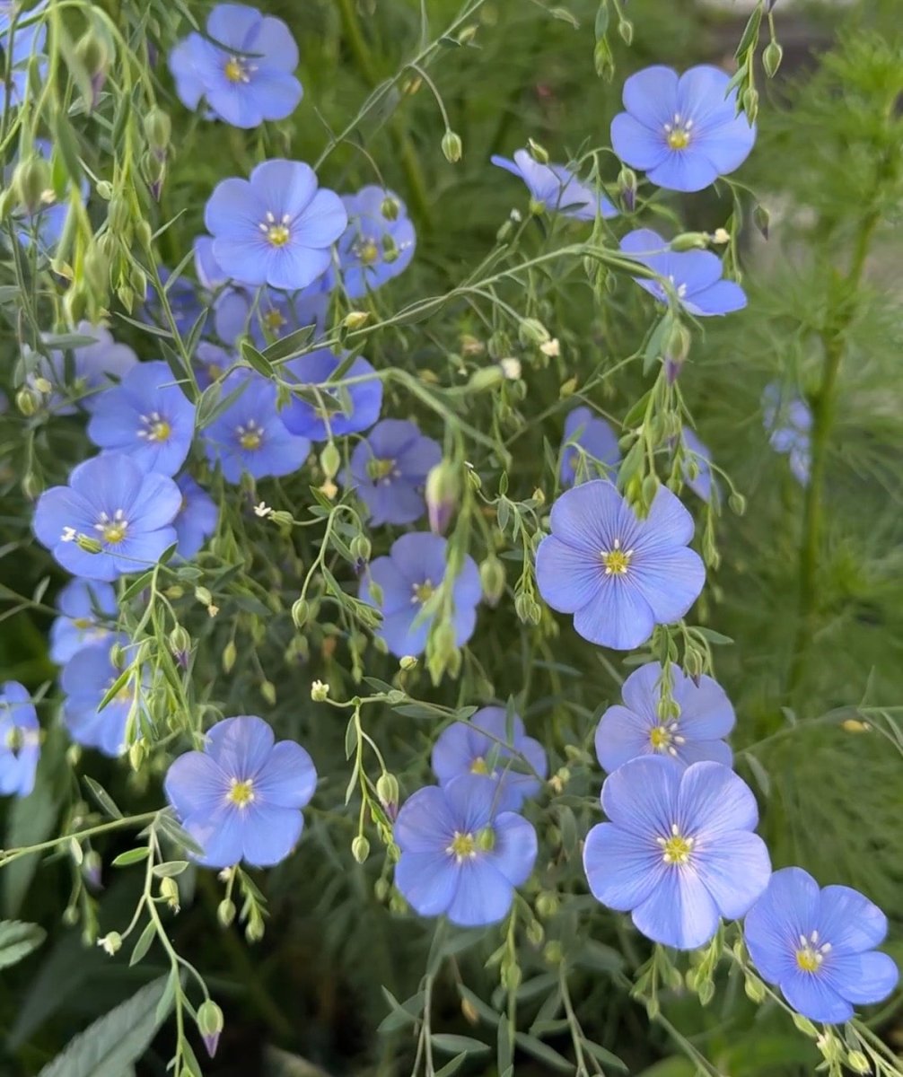 Linum Blue Flax - Dandys Landscape Supplies