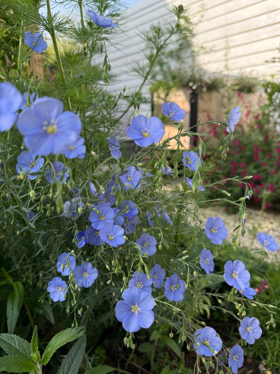Linum Blue Flax - Dandys Landscape Supplies