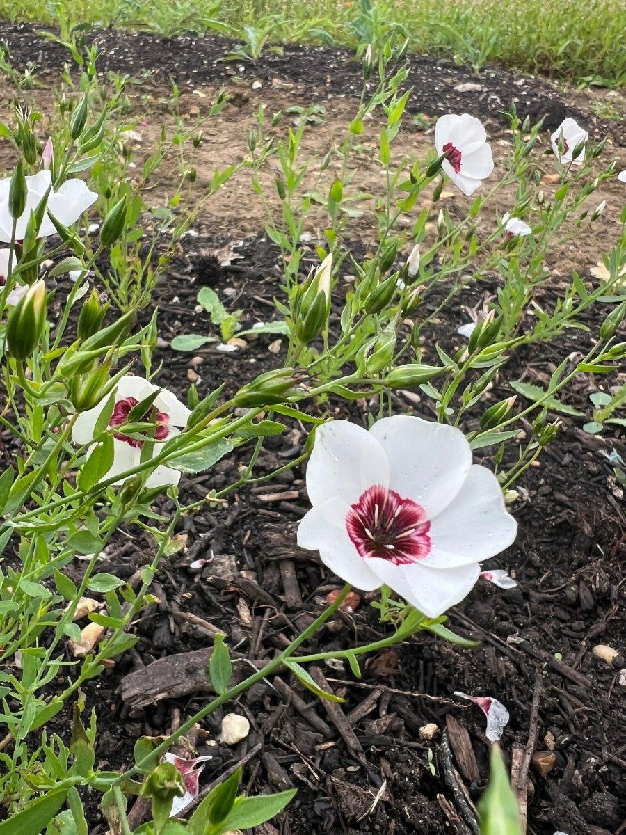 Linum Bright Eyes Seeds - Dandys Landscape Supplies