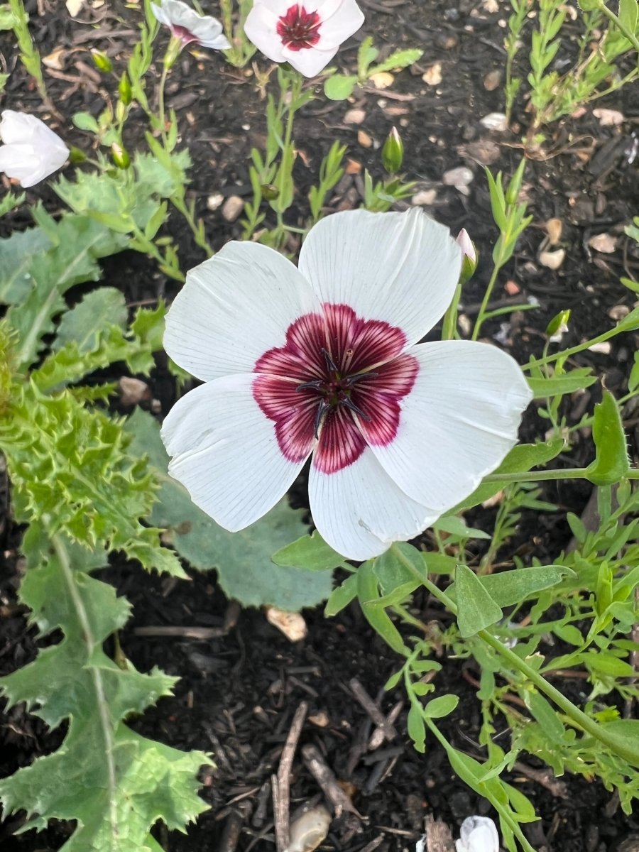 Linum Bright Eyes Seeds - Dandys Landscape Supplies